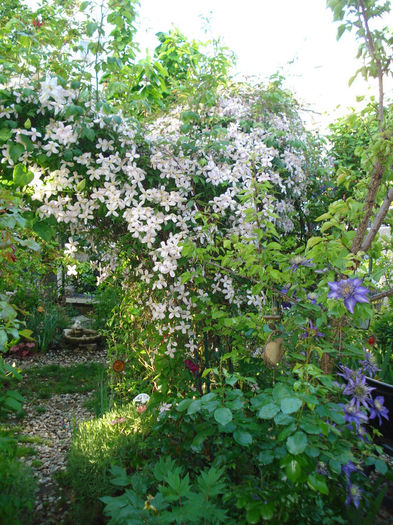 DSC07709 - Clematis 2014