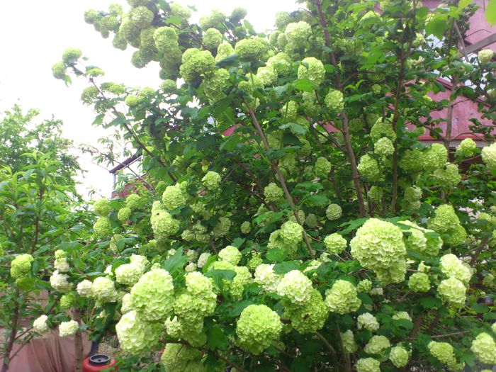 DSC_4577 - Viburnum sau Calin