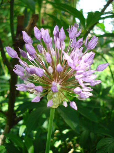 alium