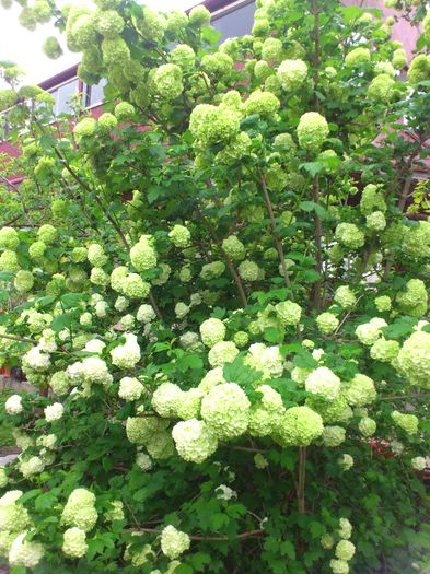 DSC_4579 - Viburnum sau Calin