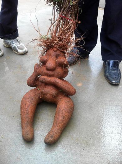 fo-ti - 2-de vanzare 2019-2020-SEMINTE IERBURI FOLOSITOARE SI PLANTE MEDICINALE RARE