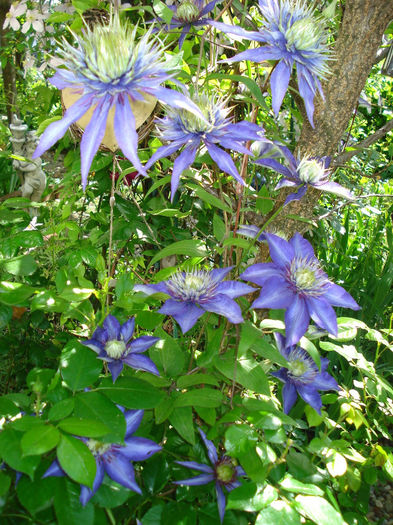 Multiblue - Clematis 2014