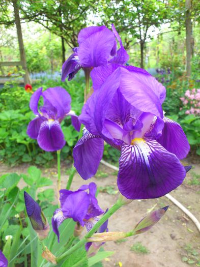 DSC_4558 - PRIMAVARA 2014