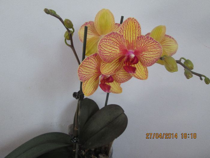 IMG_4255 - Orhidee