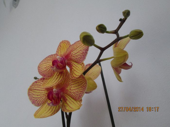IMG_4250 - Orhidee