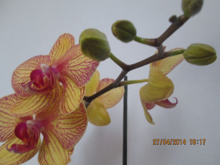 IMG_4251 - Orhidee