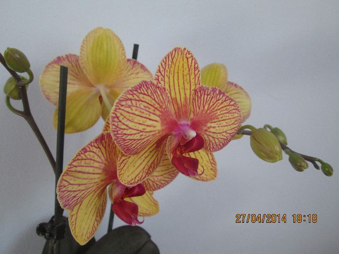IMG_4252 - Orhidee