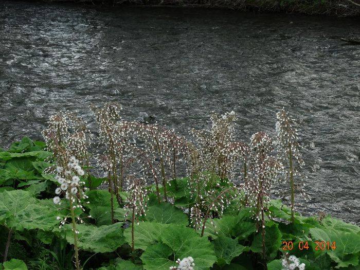 DSC02353 - Peisaje 2014 si alte imagini