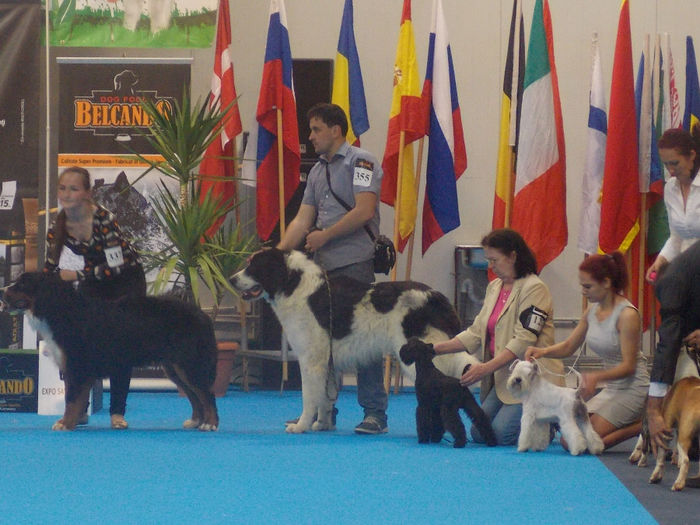 ARAN 14 LUNI CAMPION ROMANIA JUNIORI; Aran Expo. Satu Mare.14 LUNI
CACJ, EXCELENT, BOB, BEST JUNIOR, CACL, BEST MALE
CAMPION ROMANIA JUNIORI
