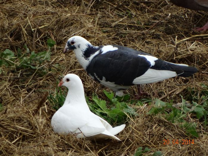 DSC02200 - Porumbei 2014