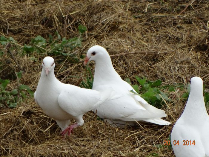 DSC02204 - Porumbei 2014
