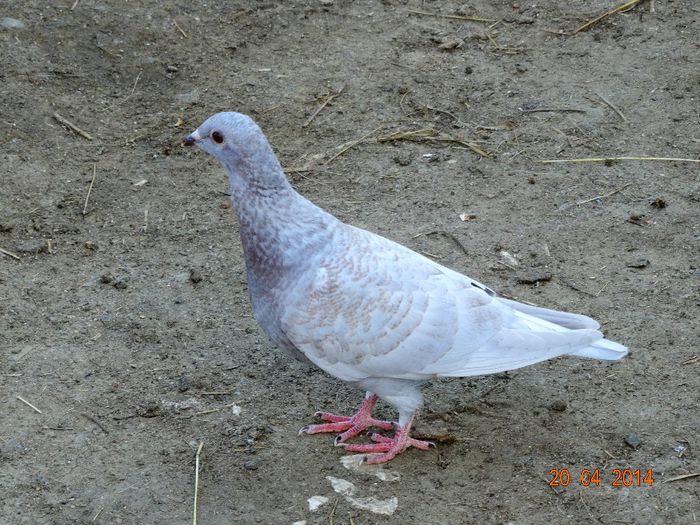 DSC02298 - Porumbei 2014