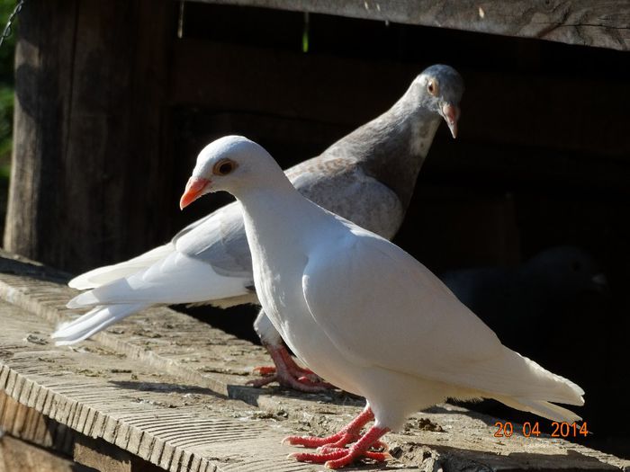 DSC02275 - Porumbei 2014