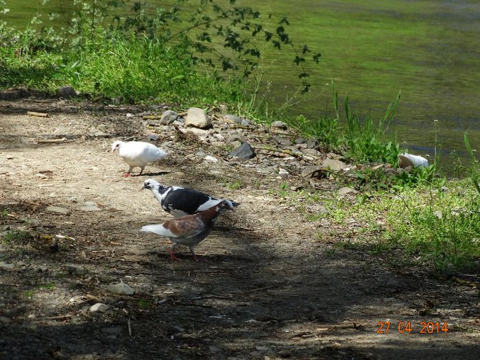 DSC02850 - Porumbei 2014