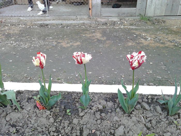 lalele crete...alb-rosu