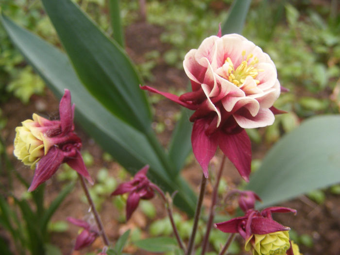 Aquilegia Winky Double Red & White