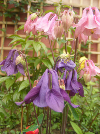 Aquilegia Double