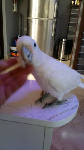 20140429_134648 - 5 papagal meu kakadu goffin