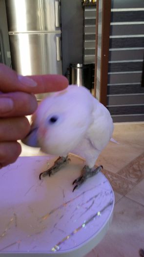 20140429_134640 - 5 papagal meu kakadu goffin