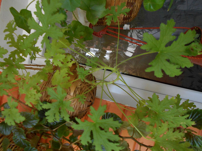 Muscata curgatoare parfumata la frunze - Aprilie 2014