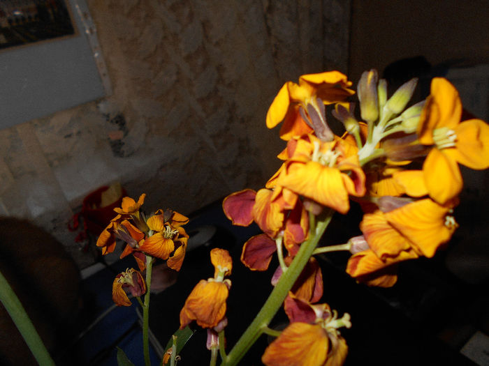 apriilie 2014 077