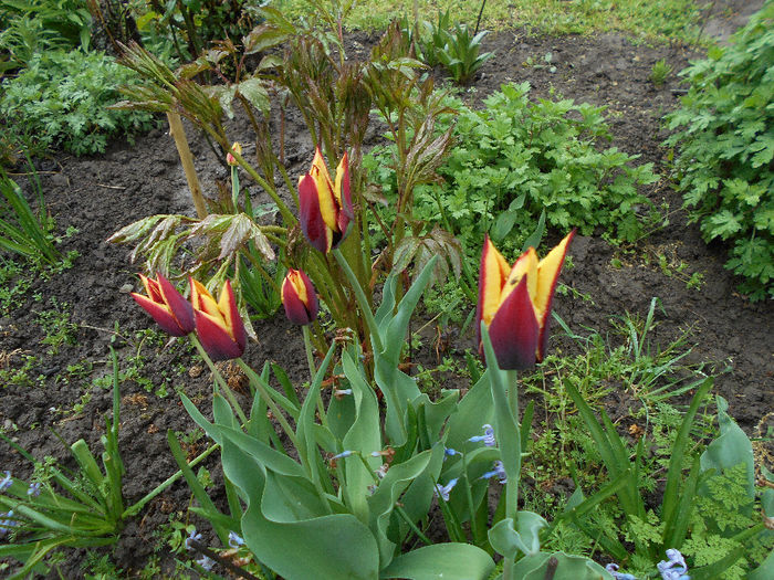 apriilie 2014 004