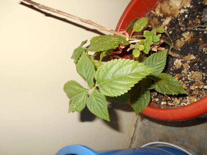 aprilie 2014 , un pui mic de lantana