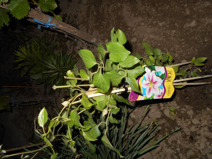 aprilie 2014Clematita Pillu in gradina