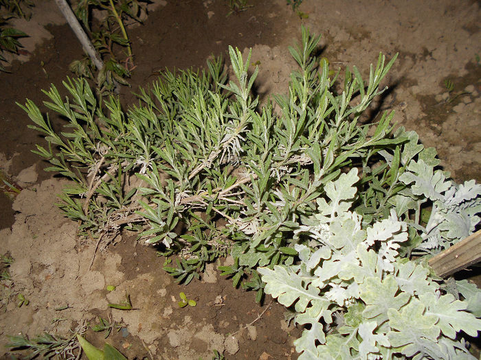aprilie 2014 Lavanda si Cineraria - Aprilie 2014