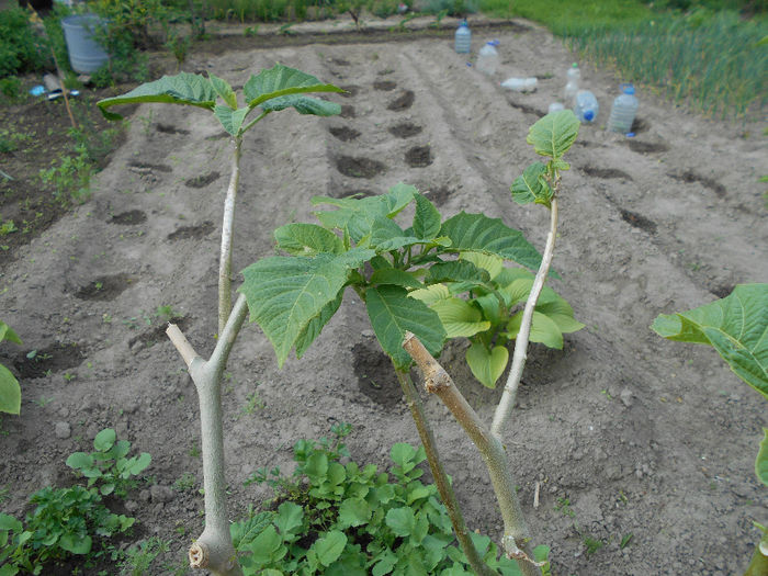 Brugmansia galbena in strat, a cam suferit de vint si frig - Aprilie 2014