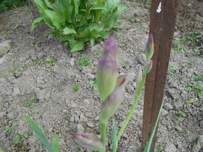 Primul boboc de iris - Aprilie 2014