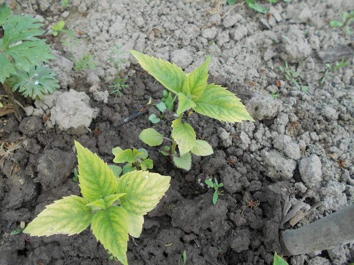aprilie 2014 ,menta indiana multumesc Fanita - Aprilie 2014