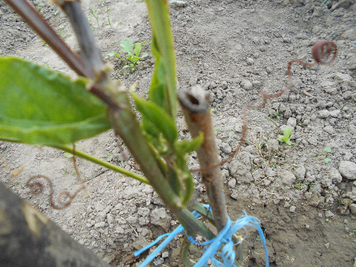 aprilie 2014 Passiflora Red Panama,suferind de frig??? - Aprilie 2014