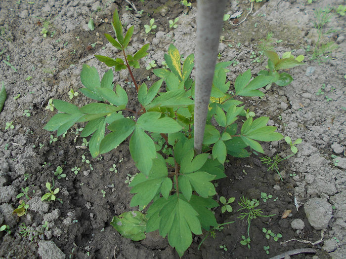 aprilie 2014 dicentra creste  frumos...