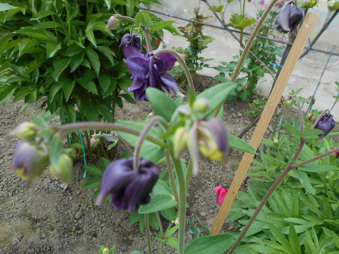 Caldarusa indigo