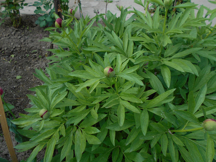 Bujor  grena