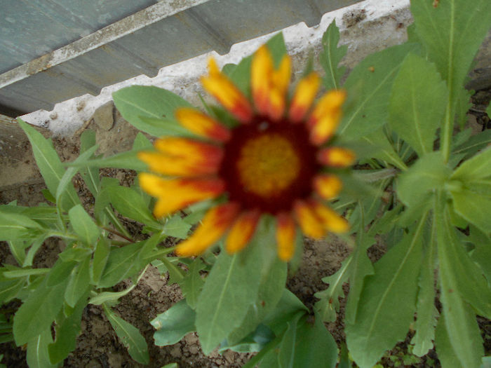 Prima floare de Gaillardia