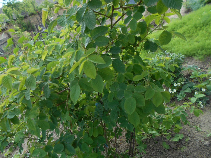 aprilie 2014 trandafir de dulceata