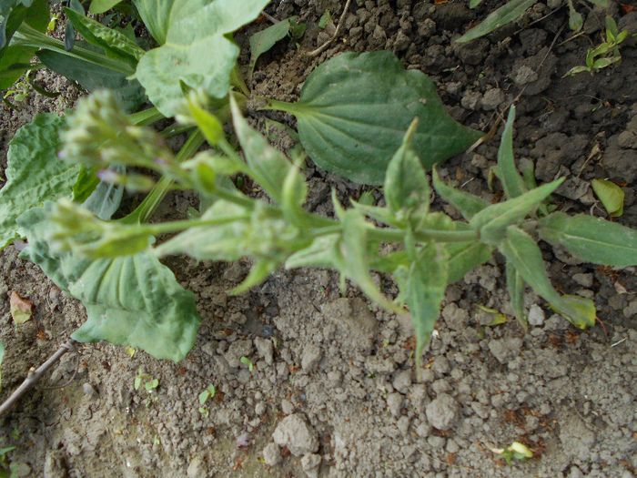 aprilie 2014,doua plantute  noi care nu stiu cum se numesc