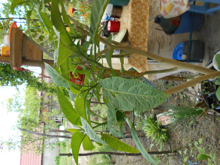Brugmansia roz aprilie 2014