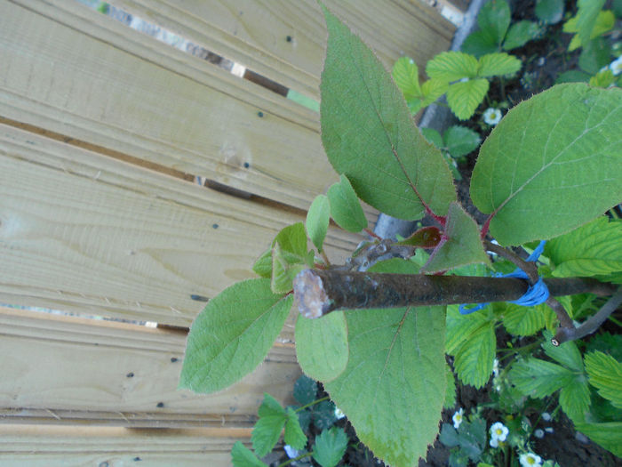 aprilie 2014 Kiwi
