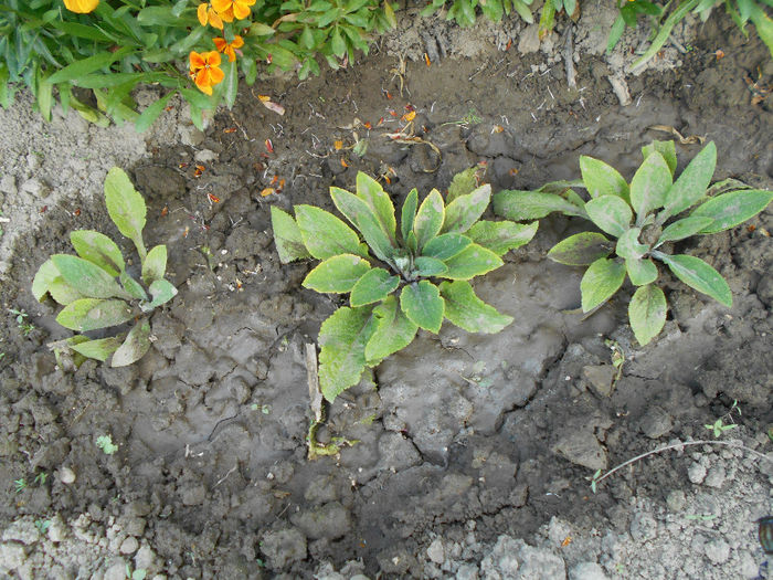 Digitalis roz -am asteptat  florile  dar creste  cam greoi...
