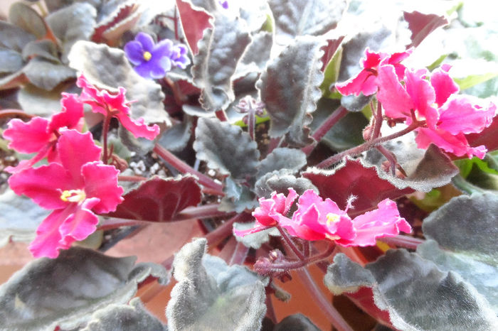 Emergency - Violete africane