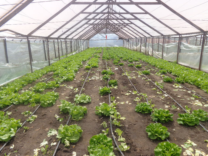 DSC00708; salata . se recolteaza si se planteaza in acelasi timp. o fi bine o fi rau??????????
