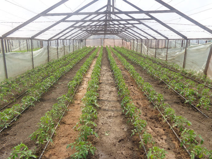 DSC00710; rosii sarbesti; experimental
