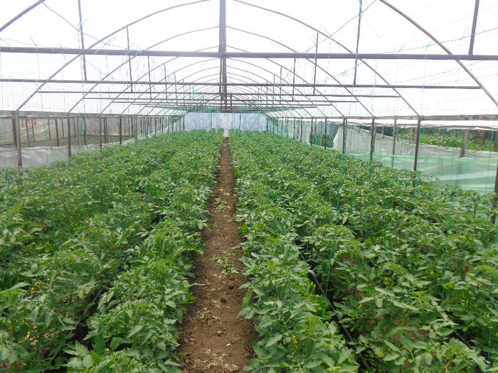 DSC00712; marissa plantate la 26 martie
