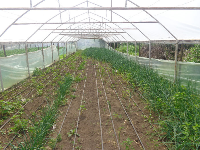 DSC00714; ceapa verde si uturoi
