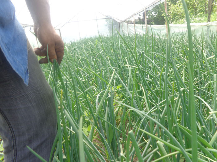 DSC00715; detaliu ceapa verde: cca 50-60 cm inaltime.
