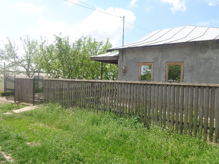 DSC00717; buruiana de la drum...ASA NU
