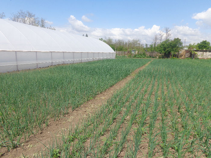 DSC00721; ceapa: pentru verde sau uscata.
